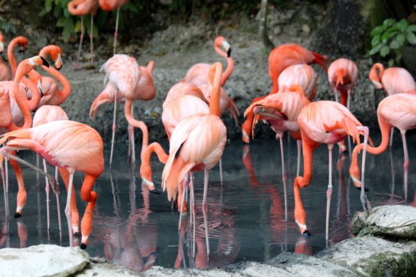 flamingos at zoo
