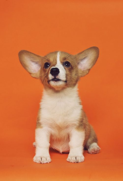 dog sitting orange cute puppy