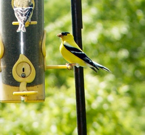 bird birdfeeder finch